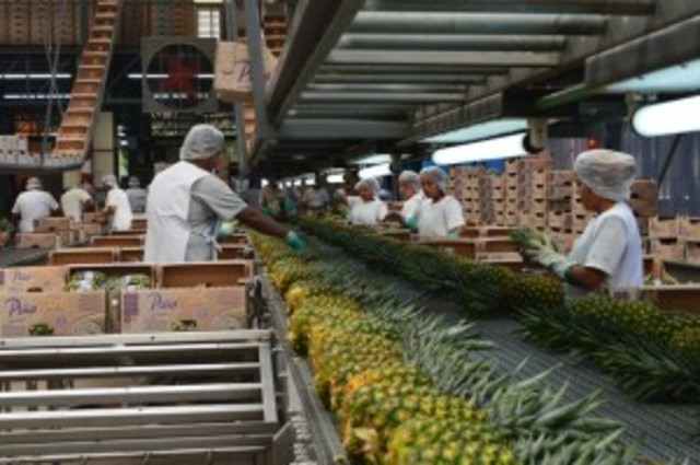 Programa de mercadotecnia agroindustrial.