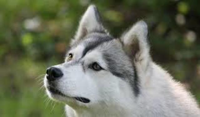 Siberian Husky