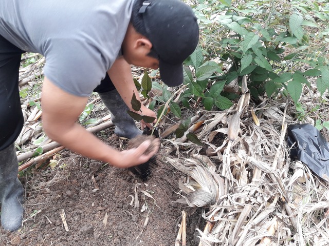 Propagación asexual