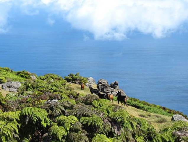 Cabra (Capra hircus)