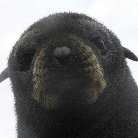 Lobo fino (Arctocephalus philippii)