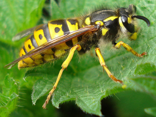 Chaqueta amarilla (Vespula germanica)
