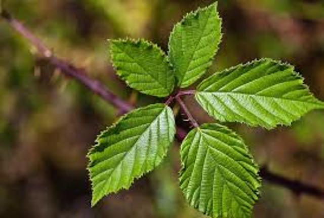 Zarza (Rubus ulmifolius)