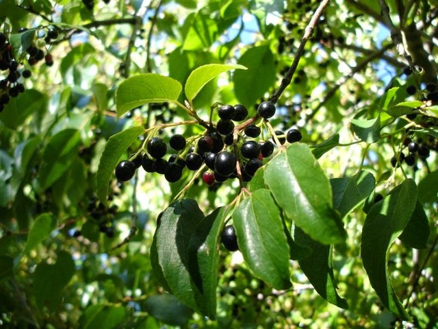 Maqui (Aristotelia chilensis)