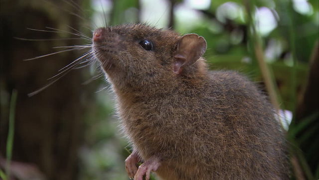 Ratas (Rattus rattus)