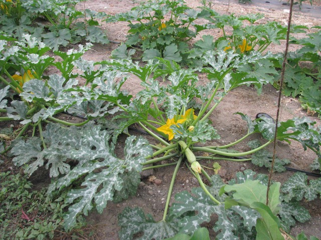 Des légumes qui poussent !