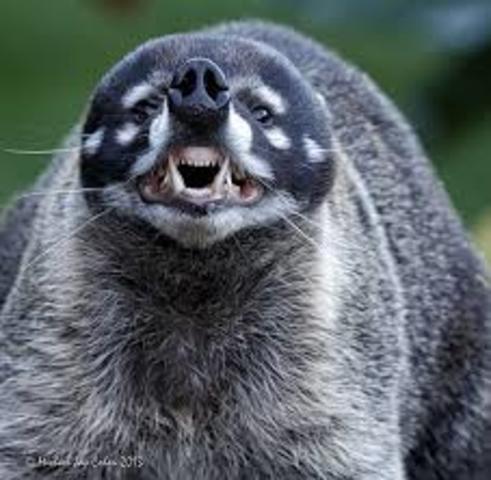 Coatí (Nassua nassua)