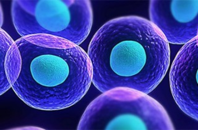 Primer cultivo de la celula madre