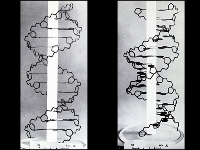 La estructura del ADN