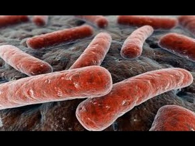 Koch: Aísla el bacilo que producía la tuberculosis