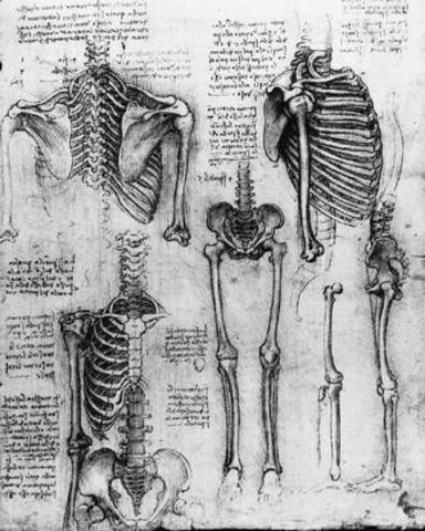 Anatomy - The circulation of blood, components of body, and how it works together.  Leonardo Da Vinci, Andreas Vesalius, and William Harvey were the individuals who showed us the way our bodies worked.