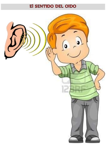 El oido