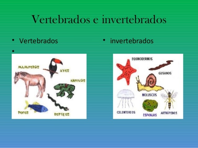 MAPA CONCEPTUAL VERTEBRADOS E INVERTEBRADOS