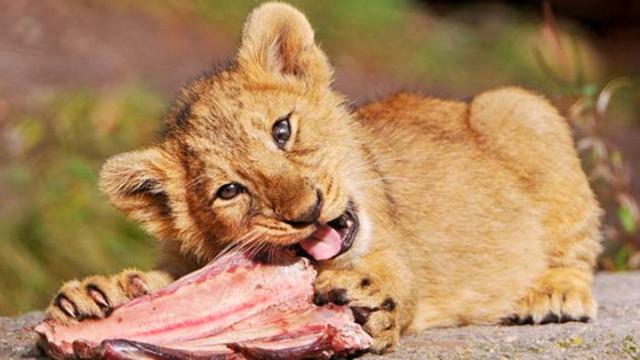 MAPA MENTAL CLASIFICACIÓN DE LOS ANIMALES SEGÚN SU ALIMENTACIÓN