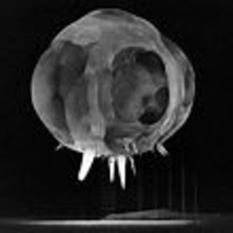 Harold Edgerton - Rapatronic Camera