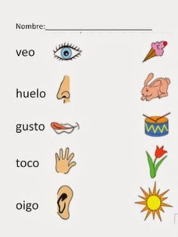 Los sentidos.