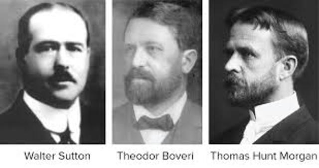 W. Sutton, T. Boveri y T.H. Morgan