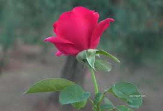 A una rosa