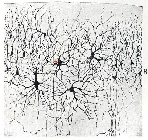 La primera agrupacion neuronal
