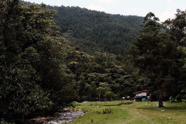 8) Casas en el bosque