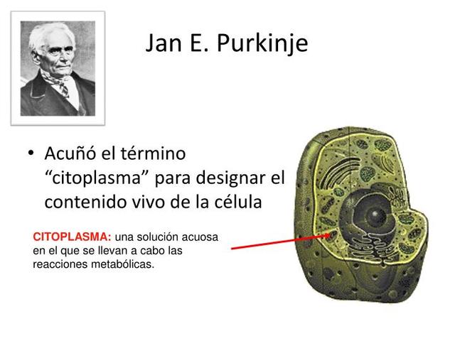 J.E.Purkinje