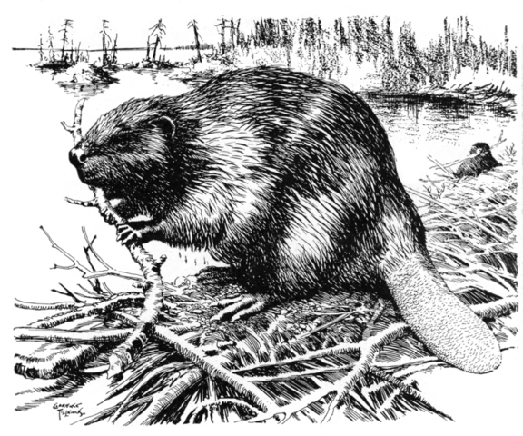 Control of the fur trade by British merchants