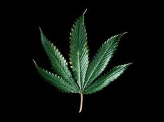 Discovery of Marijuana