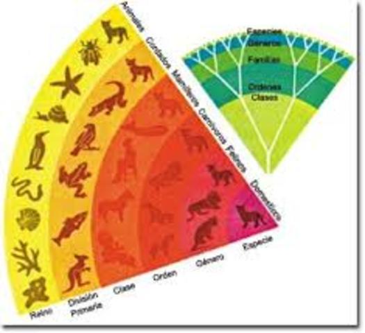 CLASIFICACIÓN DE LOS SERES VIVOS.