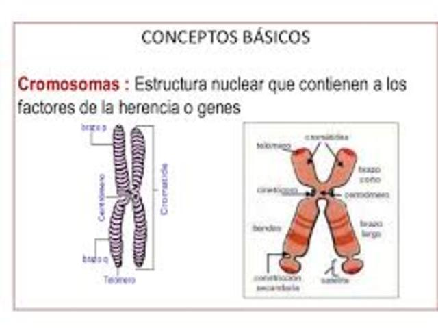 TEORÍA CROMOSÓMICA.
