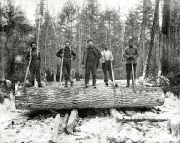 The start of the Timber trade