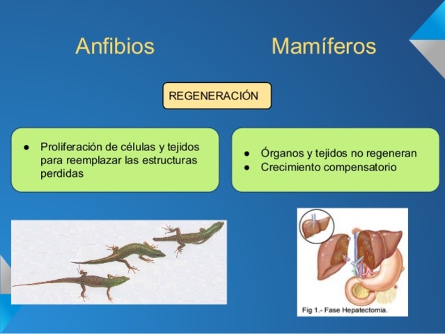 Spallanzani: Experimentos