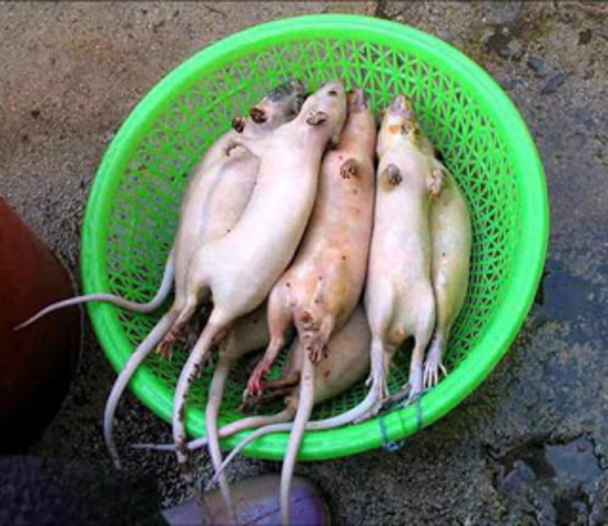 EHRLICH: Cura un ratón contagiado de tripanosomiasis inyectado colorante (rojo de tripano).