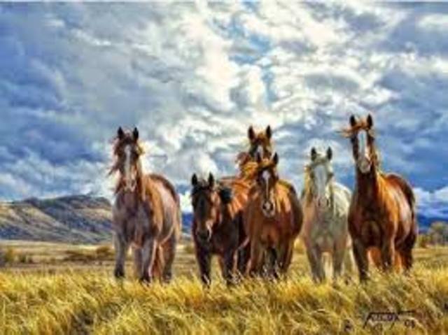 A.C. Medio de Transporte Caballería