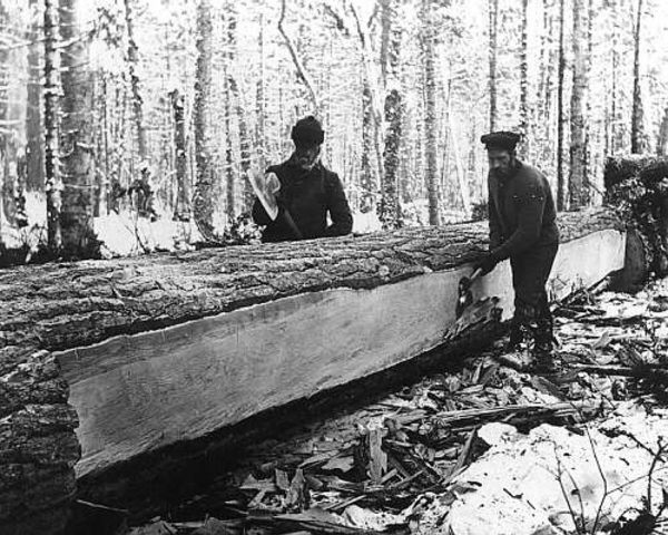 English Economy based on fur trade and timber