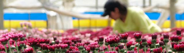 Enfermedades más comunes