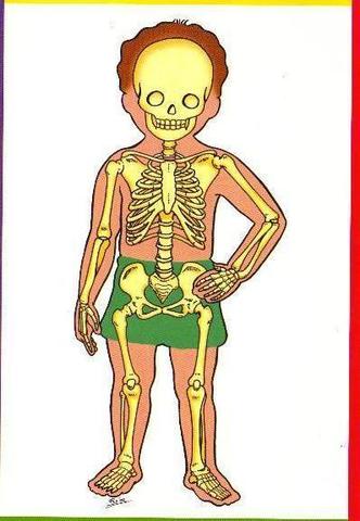 LAS AFECCIONES DEL SISTEMA MUSCULOESQUELÉTICO.