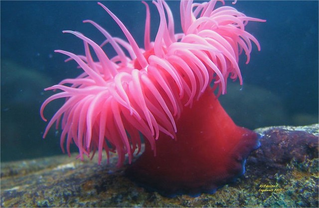 Surgimiento de las primeras neuronas