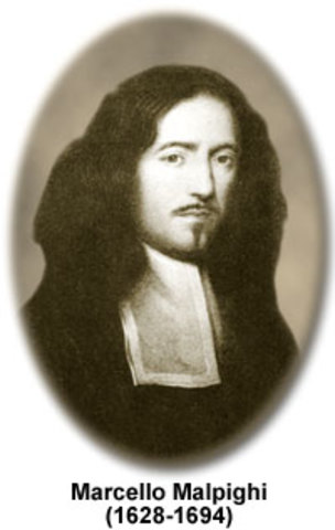 Marcello Malpighi (1628-1694)