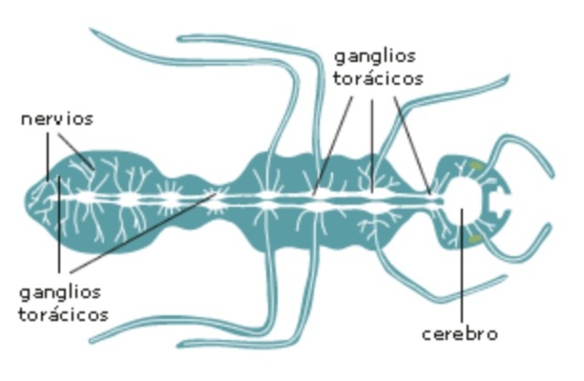 Surgimiento del primer cerebro