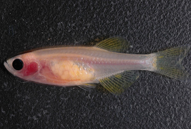 Surgimiento de vertebrados