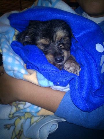 La Llegada mi Perro Fufi