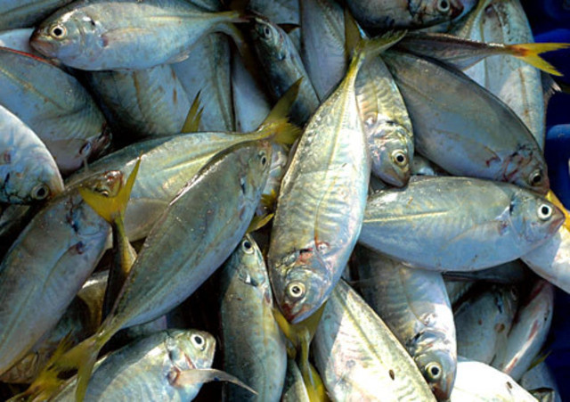 European fishermen in the Gulf of St. Lawrence
