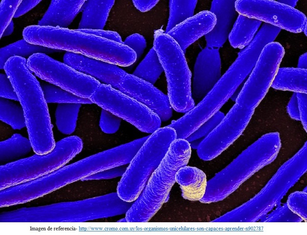 DATOS DEL PRIMER CEREBRO