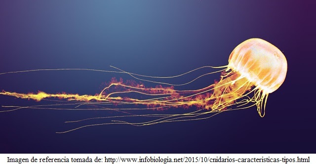 ¿PARA QUE SURGE EL SISTEMA NERVIOSO?