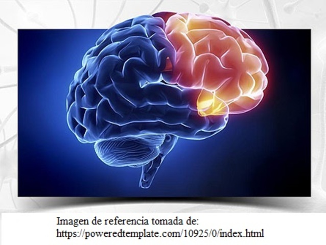 LA PERSONA QUE DESCRIBE AL CELEBRO
