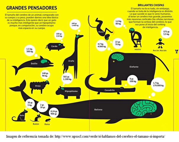 ¿PARA QUÉ O POR QUÉ SURGIÓ EL CEREBRO?