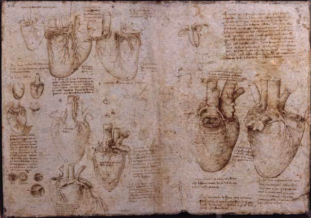 Leonardo da Vinci studies Anatomy