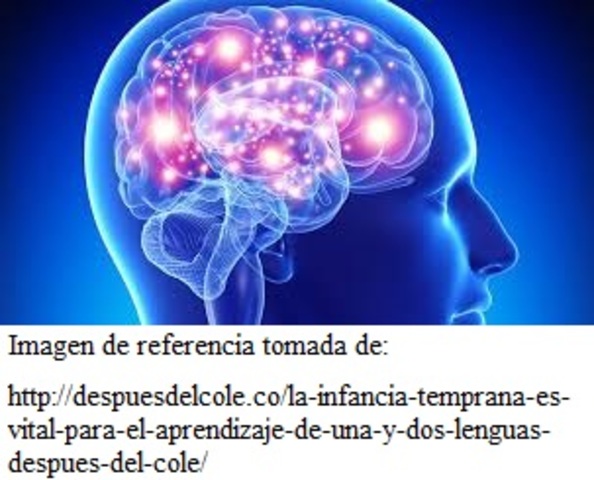COMO SERA NUESTRO CELEBRO HUMANO EN 5000 AÑOS