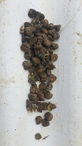 Recolección de semillas de pinllo