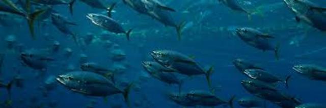 The European Fisheries